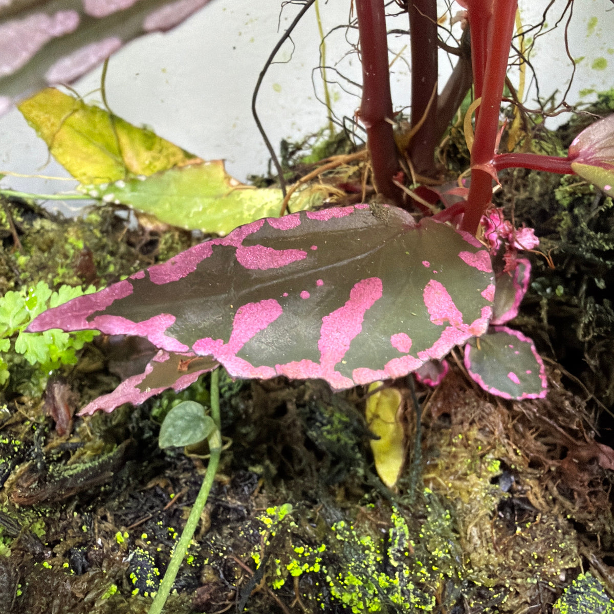 Begonia sp. 'Julau'