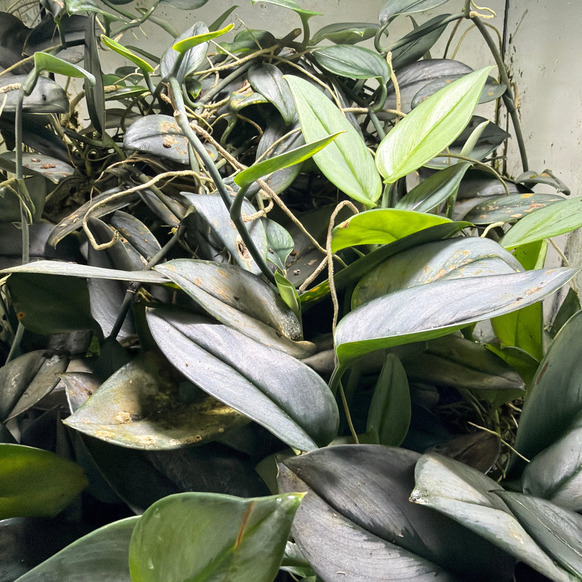 Scindapsus treubii (3-Pack)