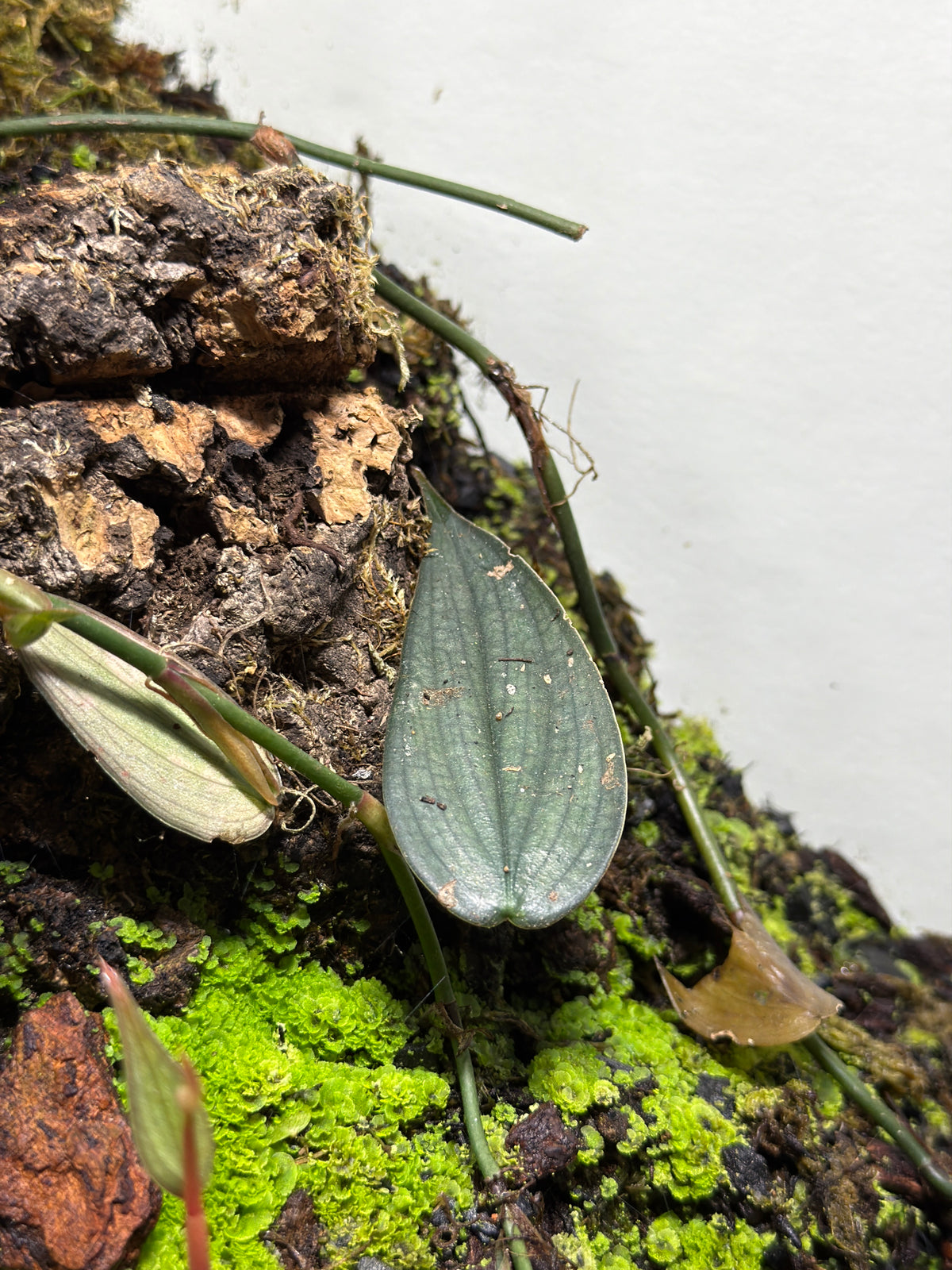 Philodendron 'Burle Marx Fantasy' (2-Pack)