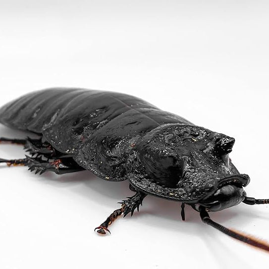 Breeding Black Tiger Roaches