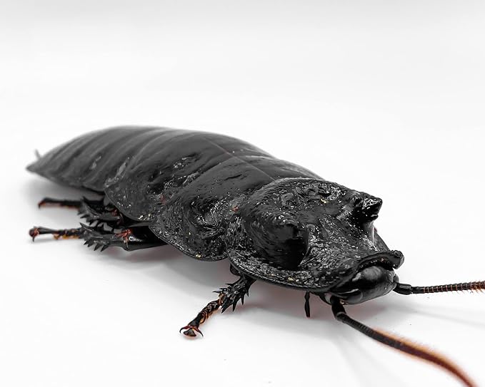 Breeding Black Tiger Roaches