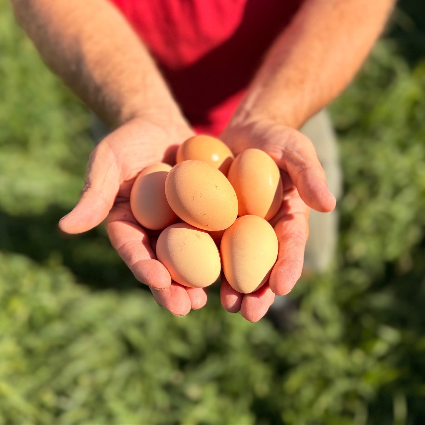 Fertilized BBS Australorp Hatching Eggs