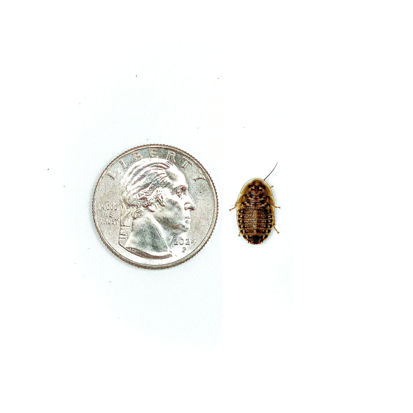 1/4" Small Dubia Roaches