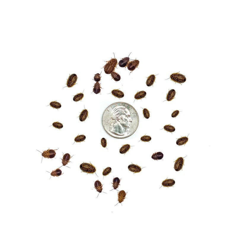 Dubia Roaches (SMALL - 1/4" Inch)