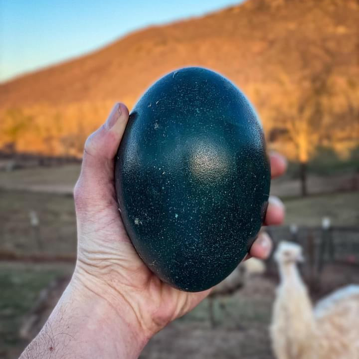 Fertilized Emu Hatching Eggs