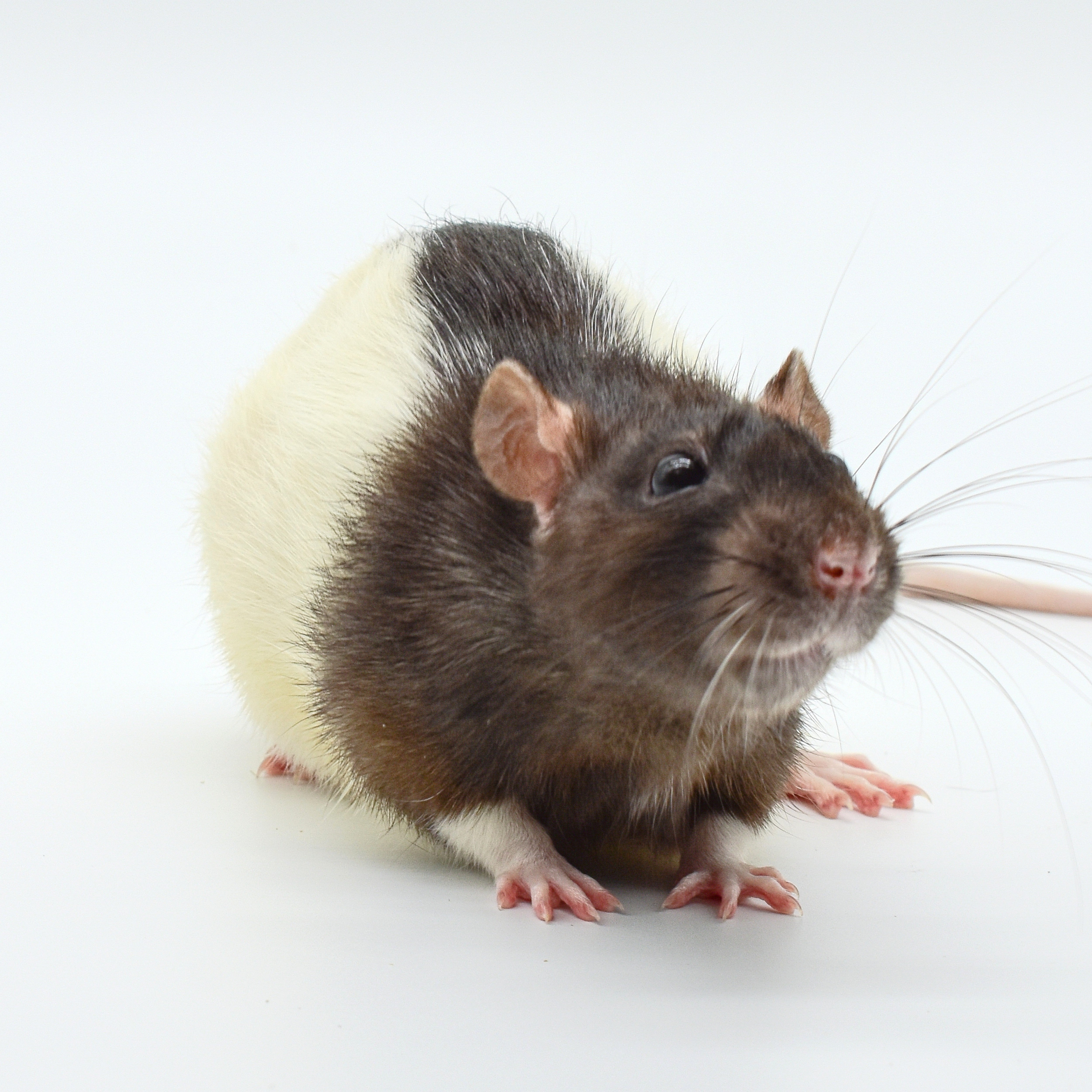 Frozen Rat Jumbos & Colossals Combo Pack | Snake Food | MiceDirect