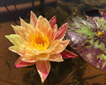 Nymphaea 'Lava Walk' Hardy Water Lily Rhizome | Winter-Hardy Live Pond Plant | MiceDirect