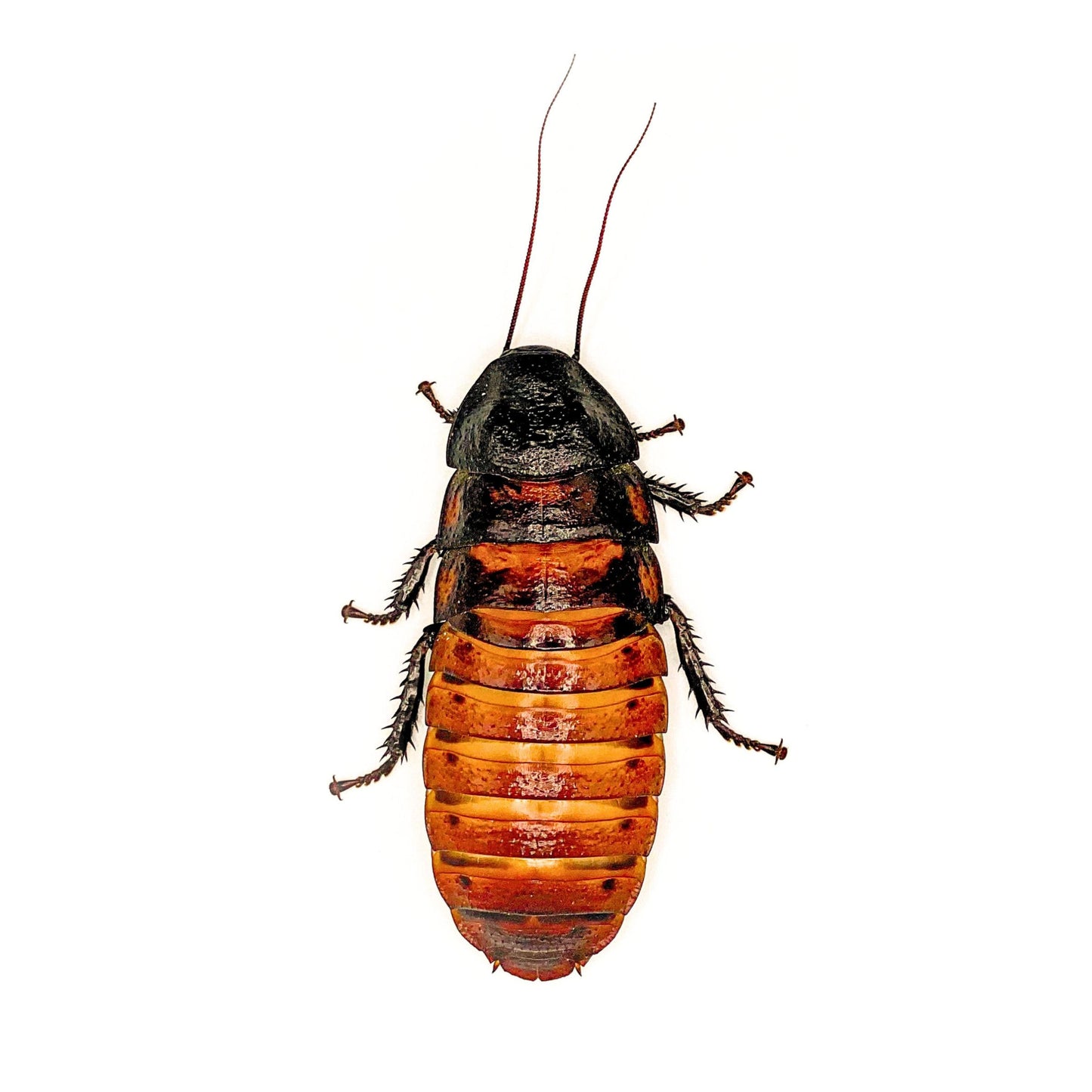 Female Madagascar Hissing Roaches