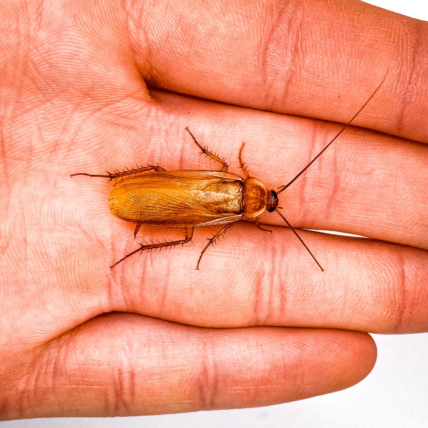 Large 1 Inch Male Turkish Red Runners | Live Feeder Roaches for Reptiles & Amphibians | MiceDirect
