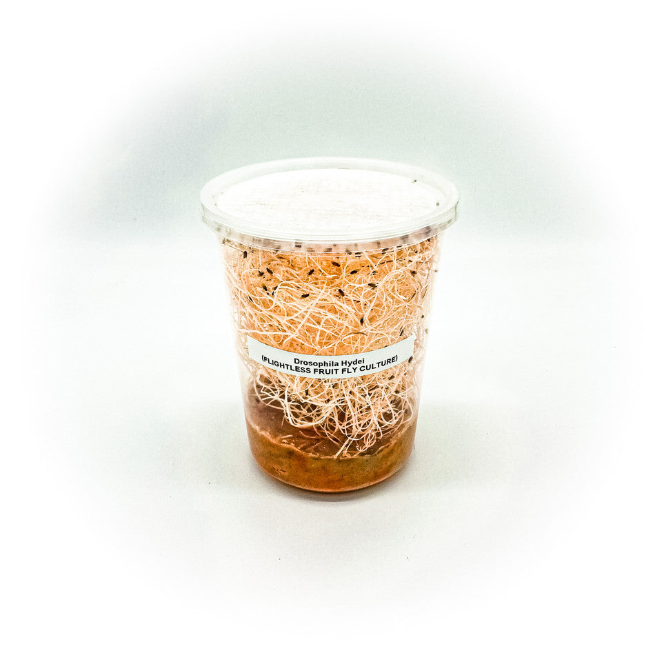 Flightless Drosophila Hydei Golden Fruit Flies Reptile Food 1/8 inch