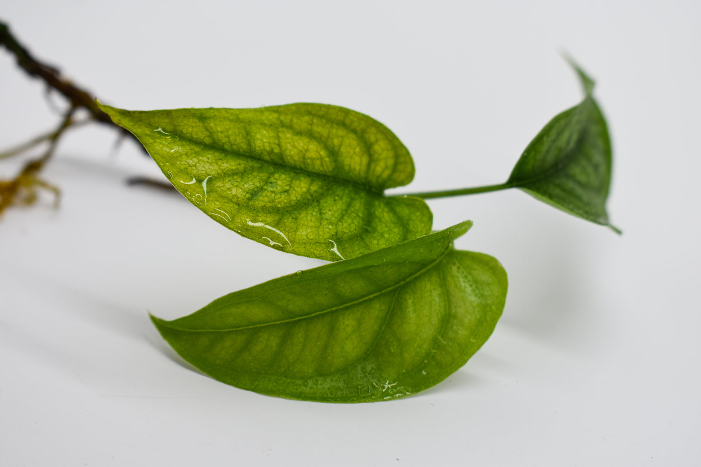Monstera siltepecana El Salvador