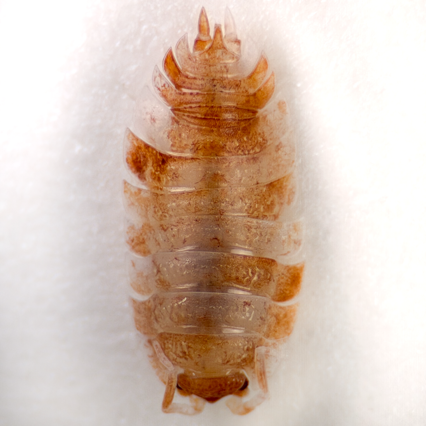 Porcellio scaber 'Orange Koi'