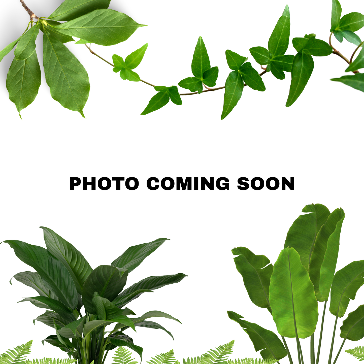 Cissus amazonica