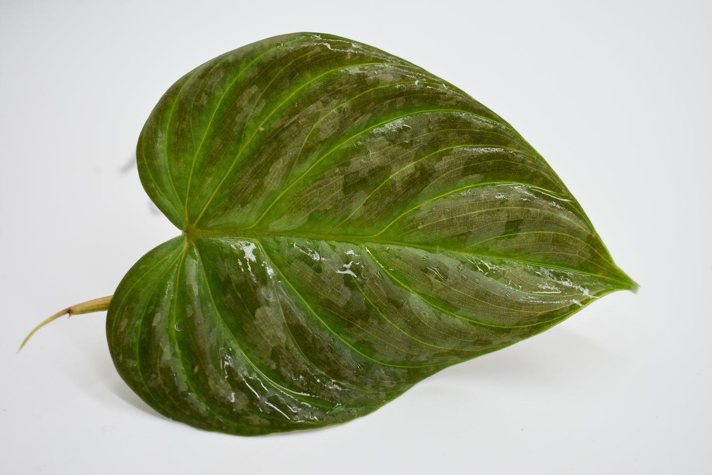 Philodendron Majestic