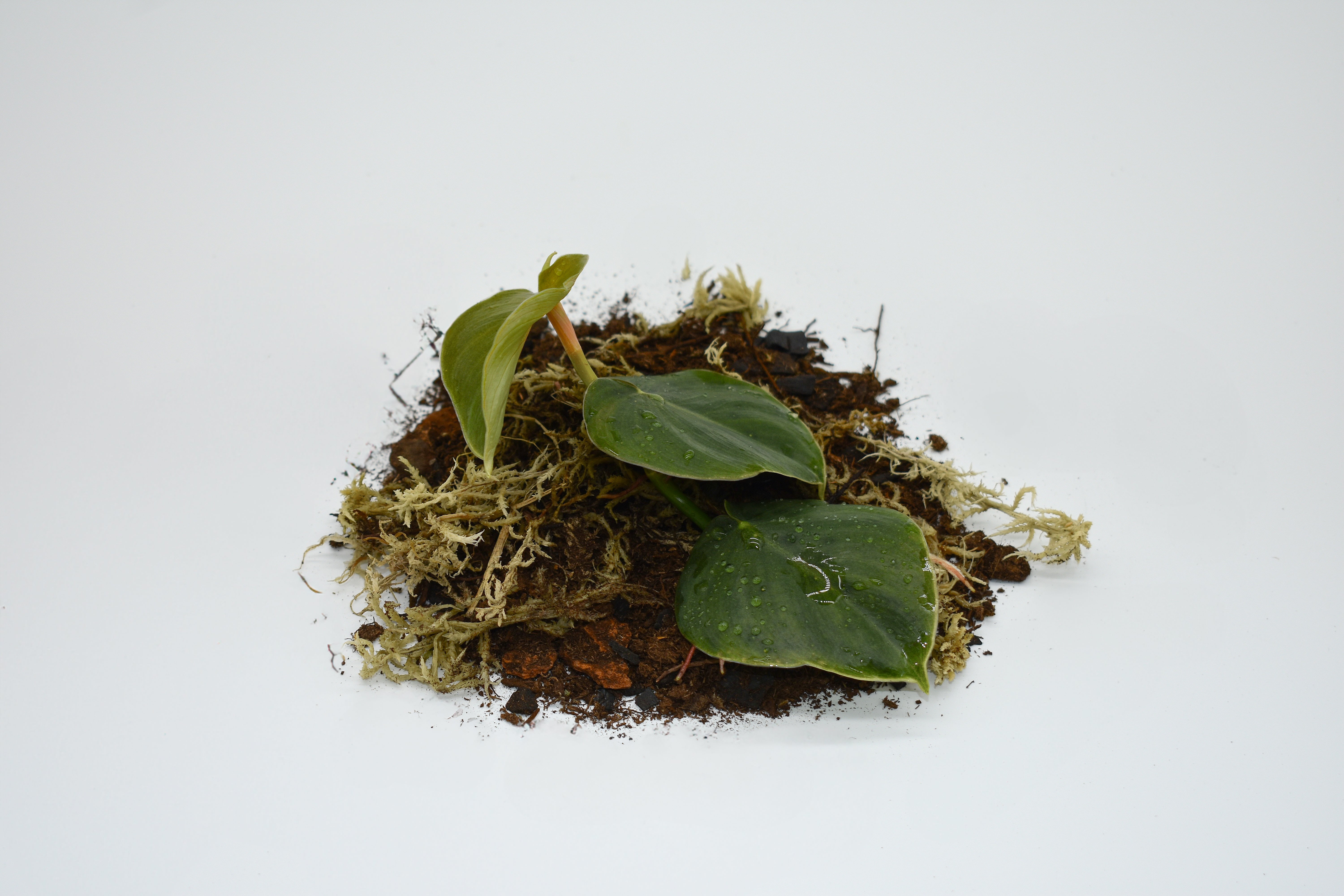 my philodendron froze Philodendron Round Foliage – MiceDirect