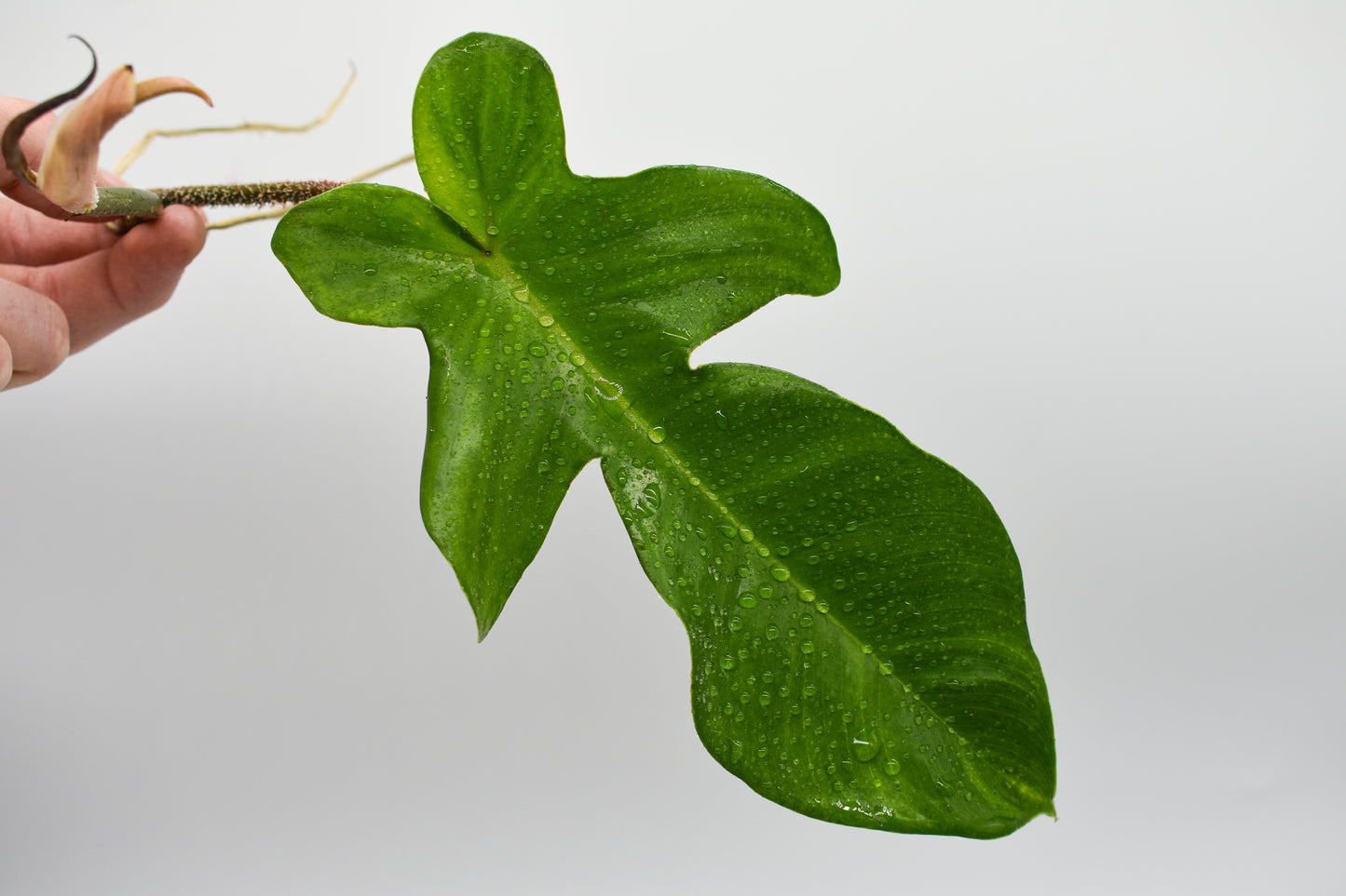 Philodendron squamiferum