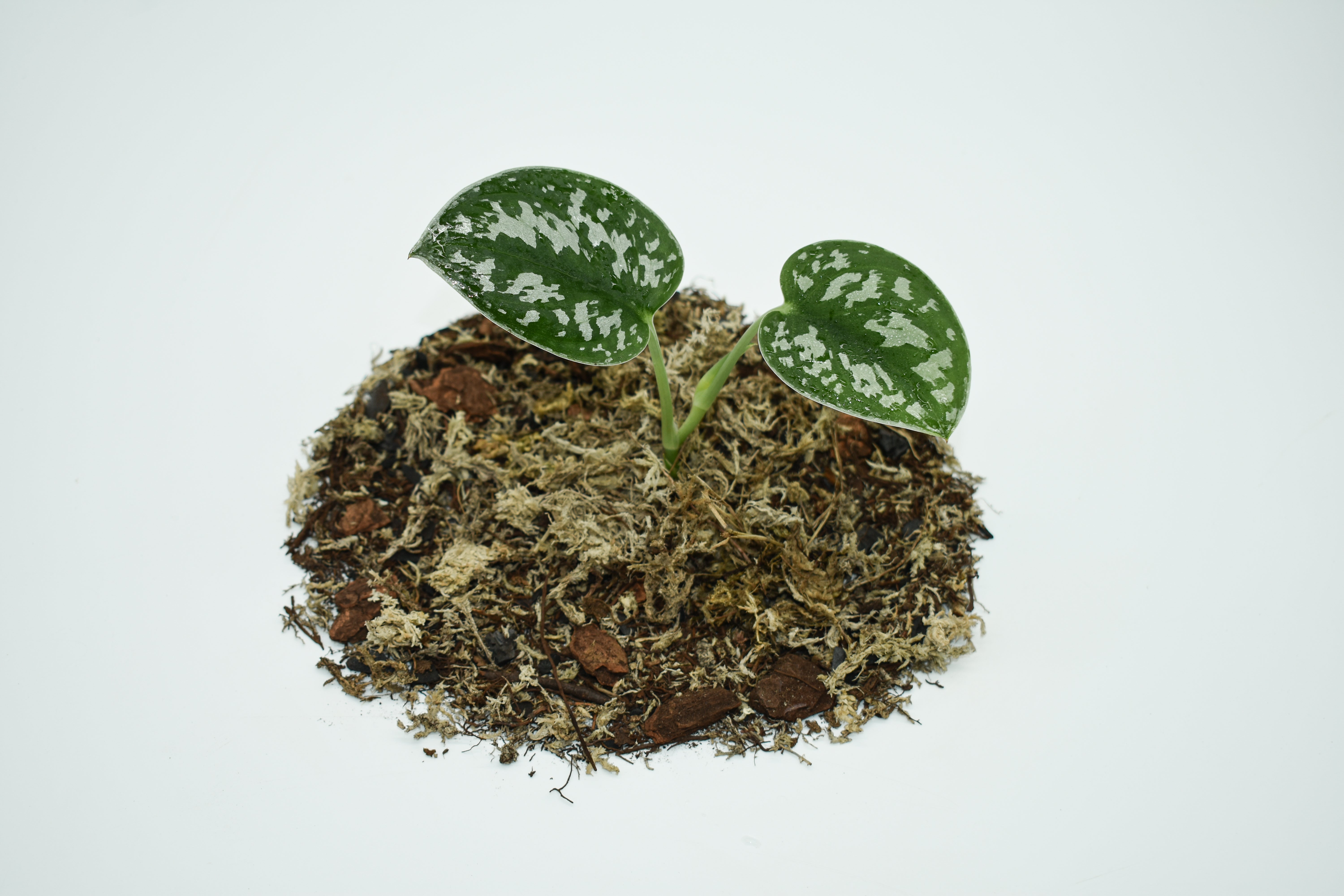 silvery ann pothos vs scindapsus pictus Scindapsus pictus Silvery Ann – MiceDirect