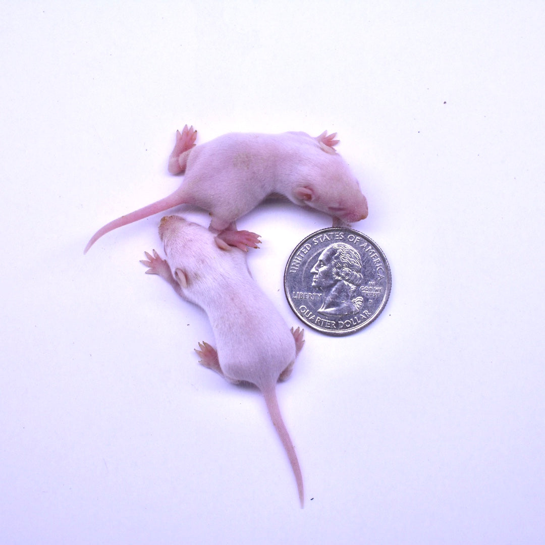 Small Fuzzie Mice