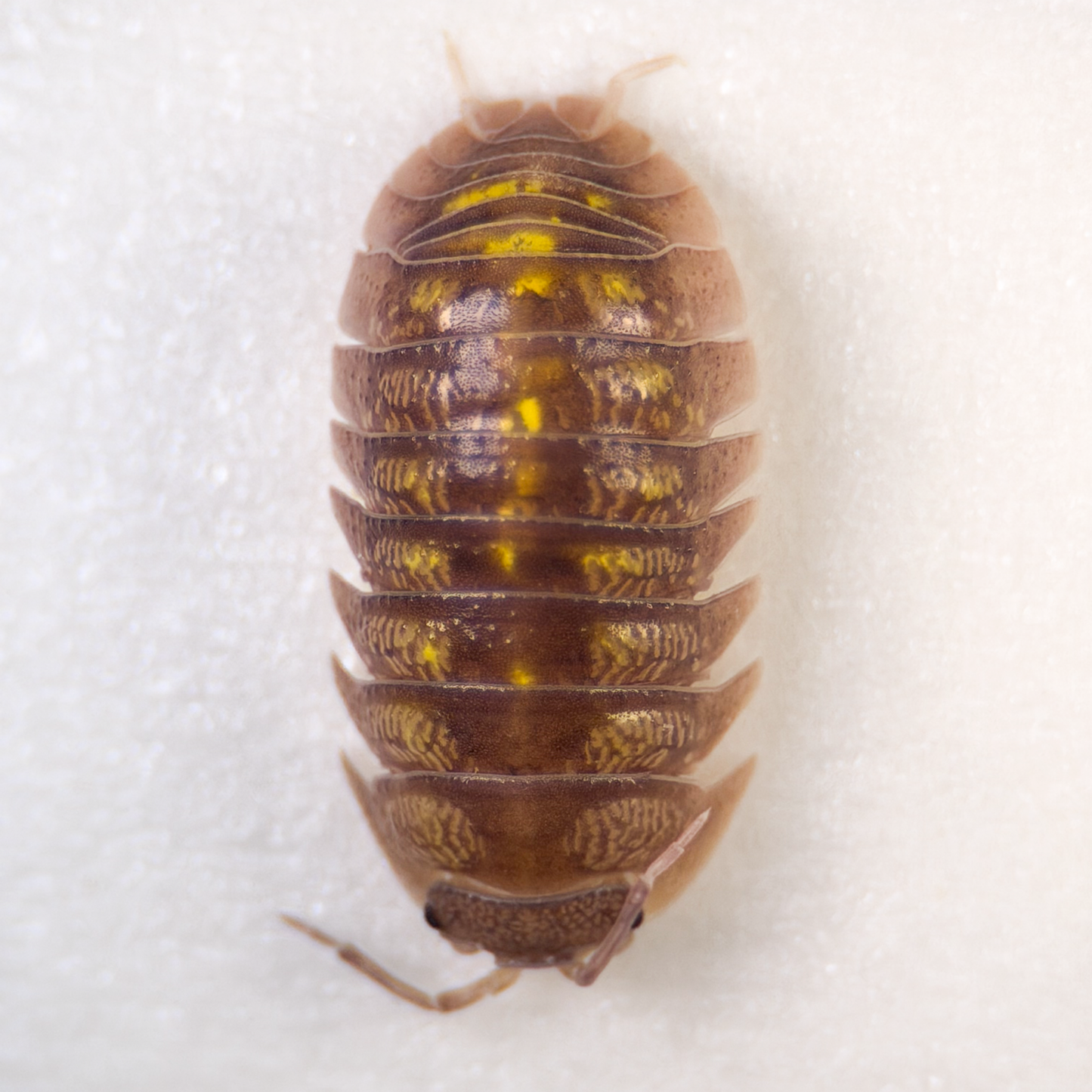 Armadillidium granulatum ‘Spanish Yellow’