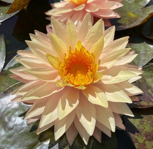 Nymphaea 'Sun Spark' Water Lily Rhizome | Winter-Hardy | MiceDirect