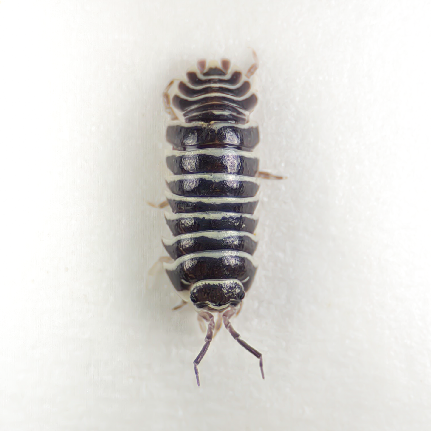 Armadillidium maculatum 'Zebra'