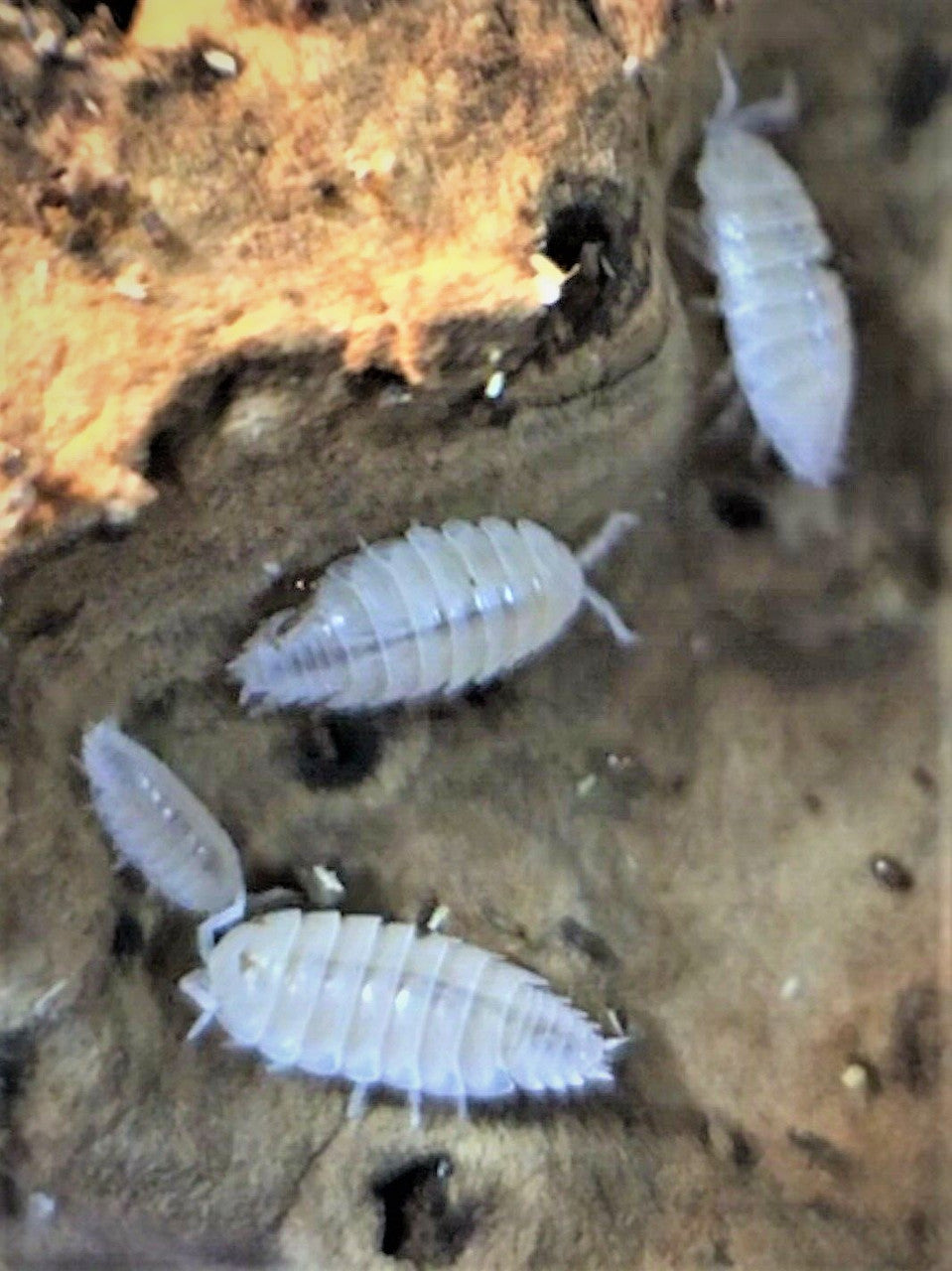 12+ Dwarf White Isopods (T. tomentosa)