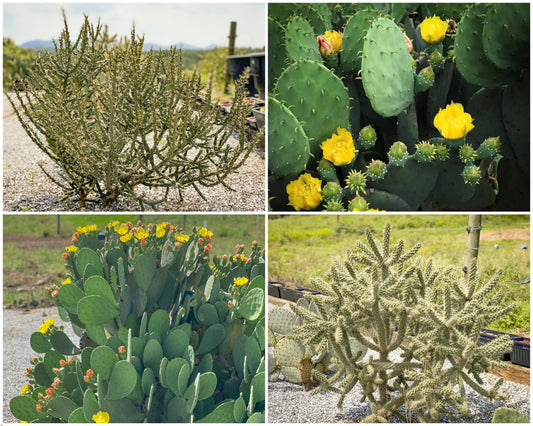Winter Hardy Cactus (4 Pack) / Cuttings / Live Prickly Pear & Cholla Cactus