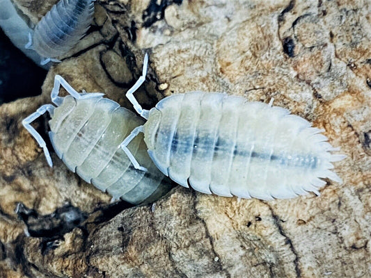 12+ White Out Isopods (P. scaber)