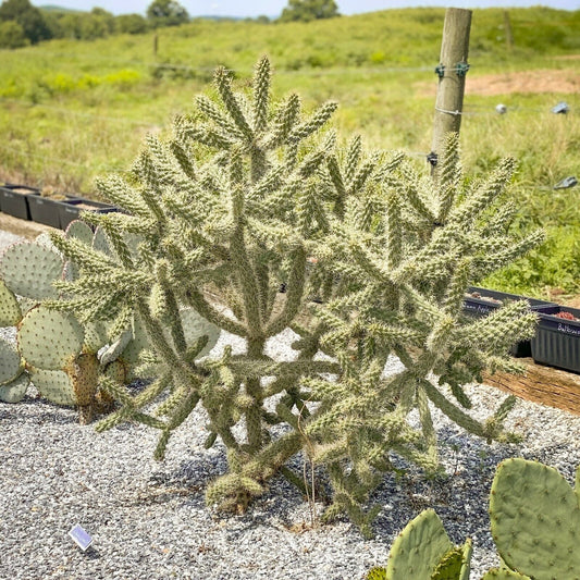 Live Cane Cholla / Walkingstick Cactus (x3 Cuttings) Cylindropuntia spinosior