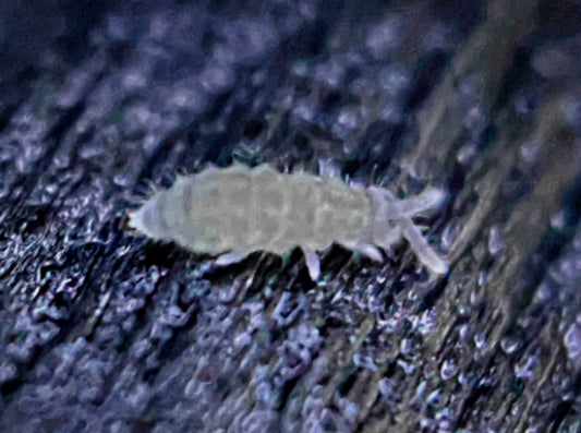 100+ Purple Podura Springtails (Collembola sp.) Live BioActive Insect Culture
