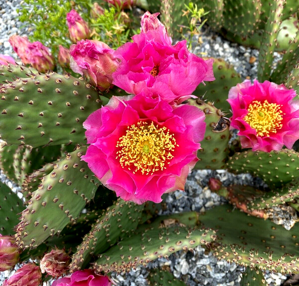 prickly pear snow cactus flower Opuntia ‘Mon Cherry’ Prickly Pear Cactus (CUTTING) / WINTER HARDY