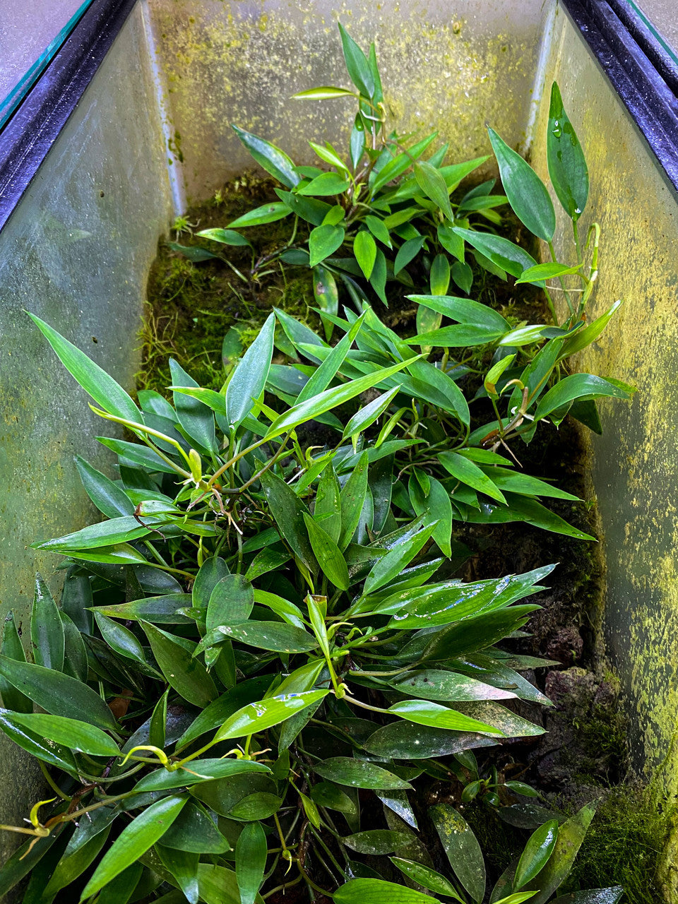 Philodendron sp. 'Mini Midget'