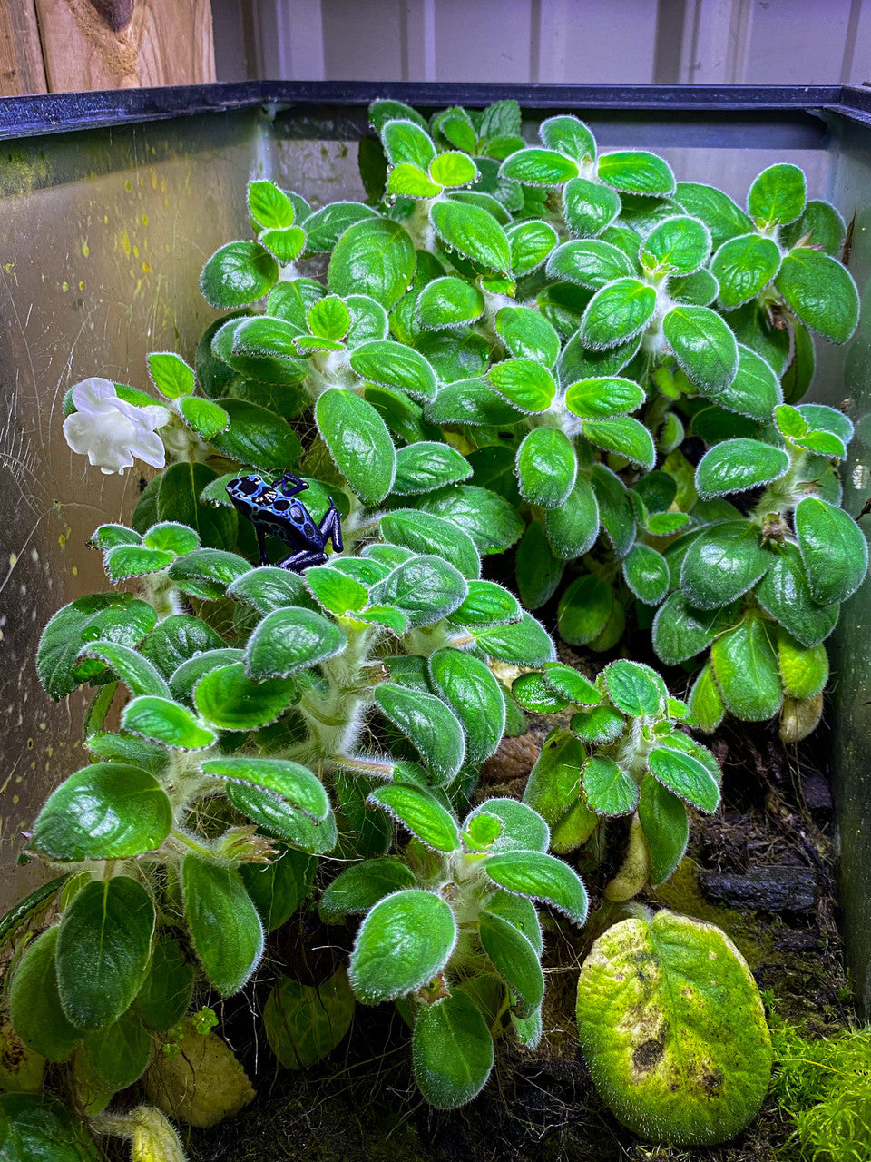 Chrysothemis adenosiphon | Nautilocalyx adenosiphon