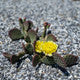 Opuntia aurea "Golden Carpet" (x1 Cutting) / Winter Hardy / Prickly Pear Cactus