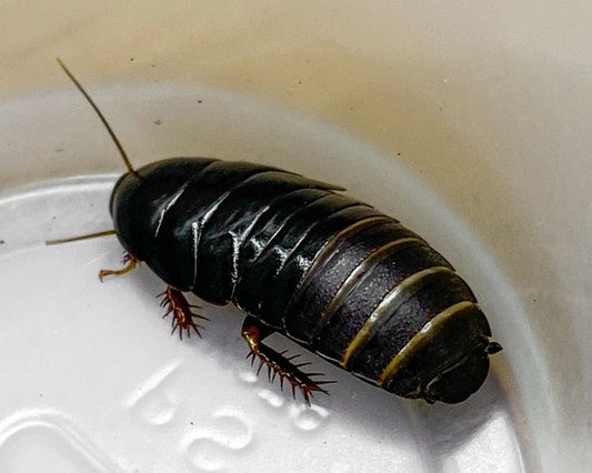 Shadow Cockroach