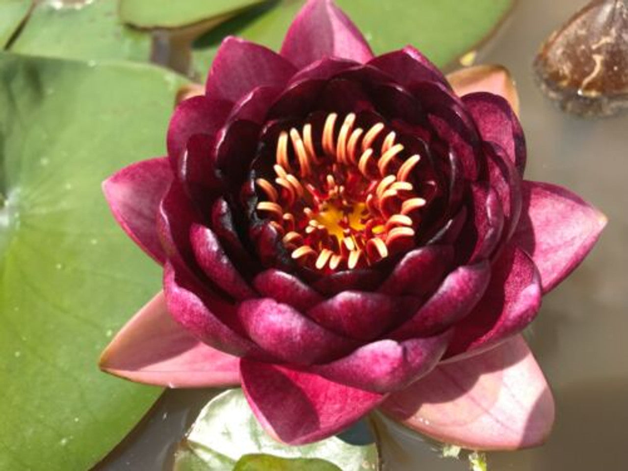 black lily plant flower Nymphaea 'Almost Black' Lily Rhizome | Winter-Hardy Pond Plant