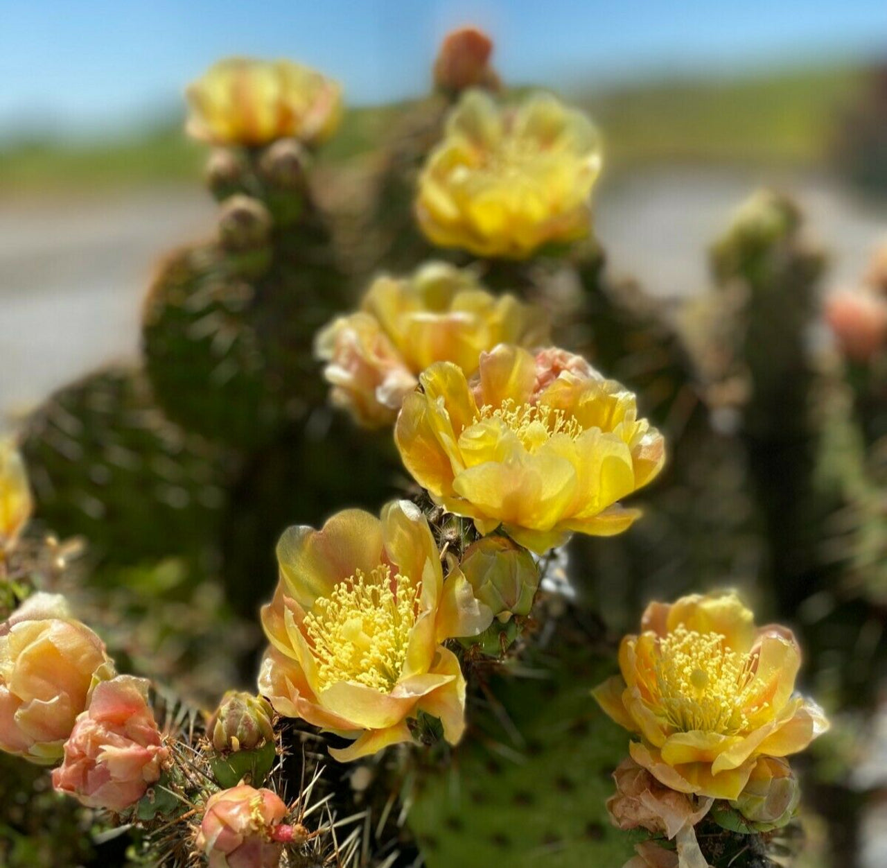 cold hardy prickly pear cactus Opuntia hybrid Chrome Yellow (x1 Cutting) / Winter Hardy / Prickly Pear Cactus