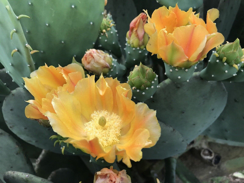 prickly pear cactus in winter Spineless Prickly Pear Cactus "Cacanapa Ellisiana" (1 PAD)