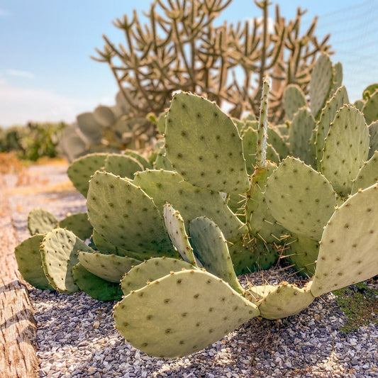 "West Texas" Prickly Pear Cactus (CUTTING) / Opuntia lindheimeri / WINTER HARDY