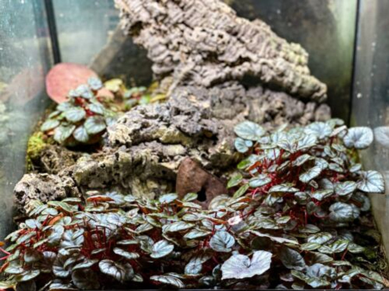 Begonia 'Peridot'