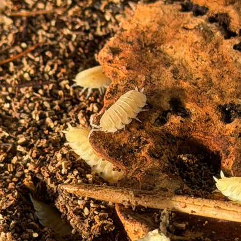 Porcellio scaber 'White Out'