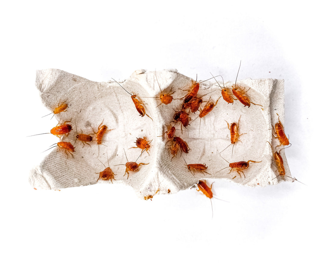 Turkish Red Runner Roaches for Active Feeders