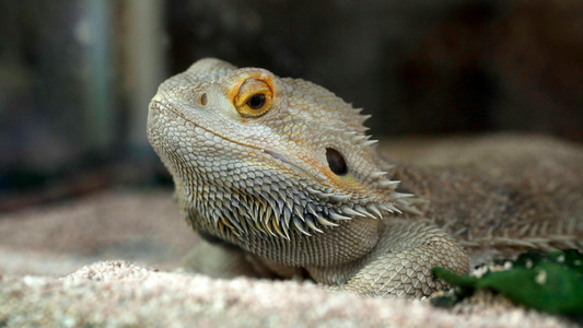 Best Insects for Bearded Dragons, A Feeding Guide