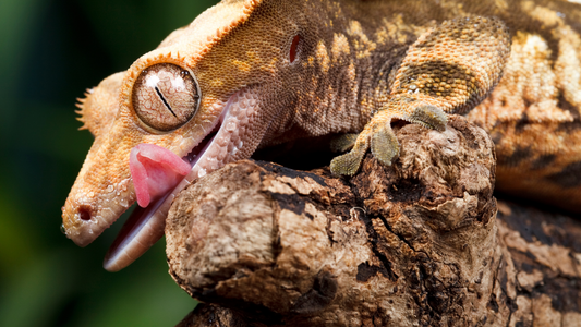 Best Isopods for Crested Gecko Enclosures