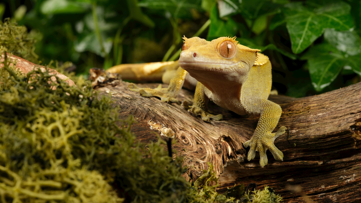 Best Springtails for Crested Gecko Bioactive Setups