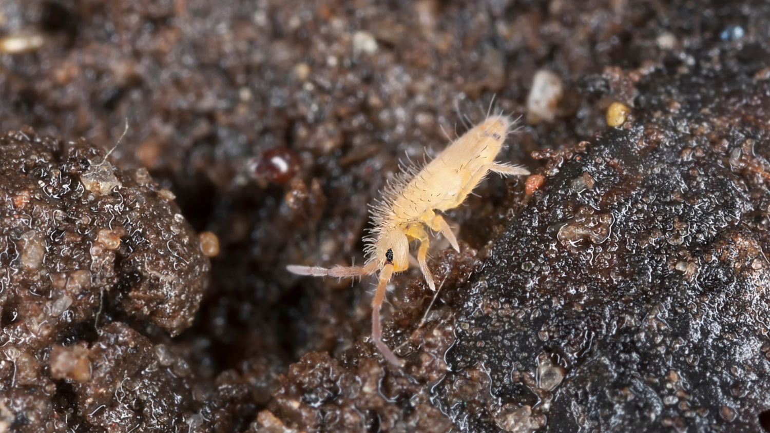 Best Springtails for Terrariums: Bioactive Guide