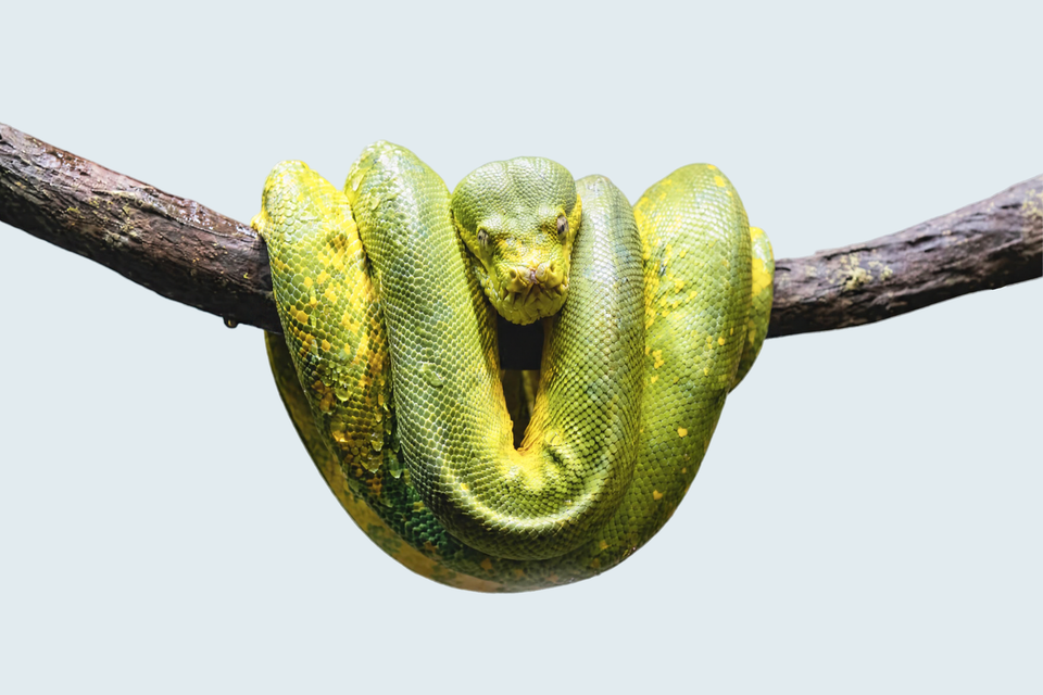 Snake Feeding Schedule by Age, Size, and Species