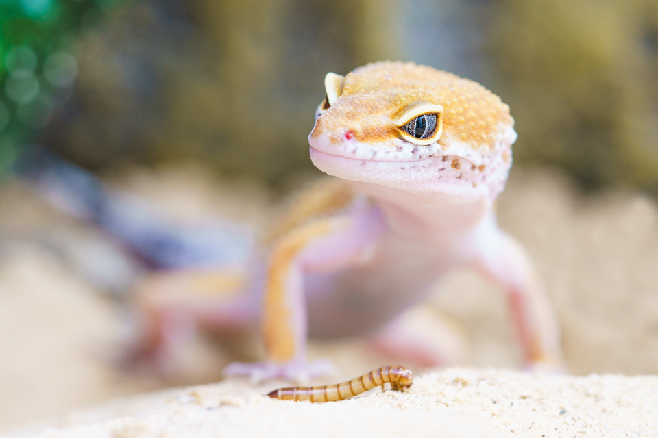 Reptile Feeder Size Guide for Safer Feeding