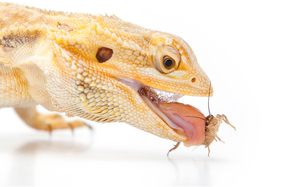 Roaches Versus Crickets: Which Feeder Wins?