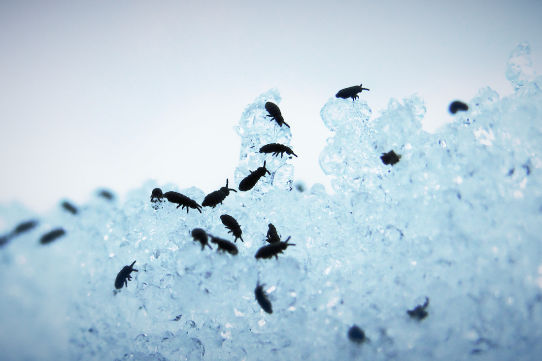 Springtails Versus Isopods: Which Does Your Vivarium Need?
